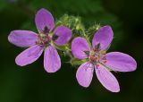 Erodium cicutarium