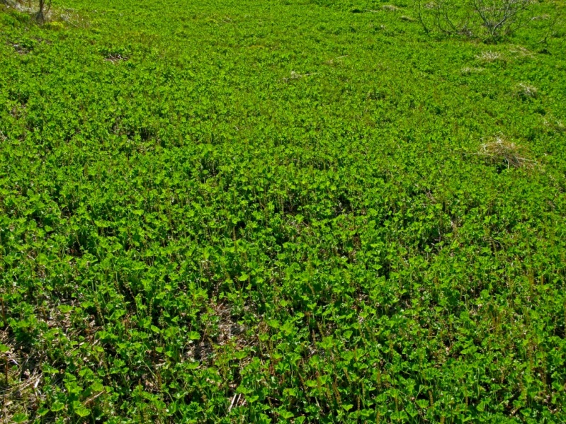 Изображение особи Alchemilla subcrenata.