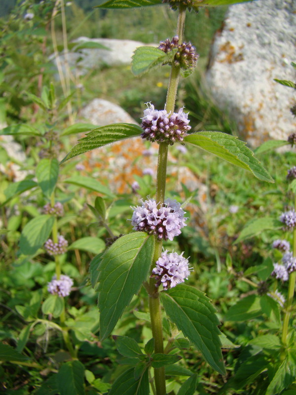 Image of Mentha arvensis specimen.