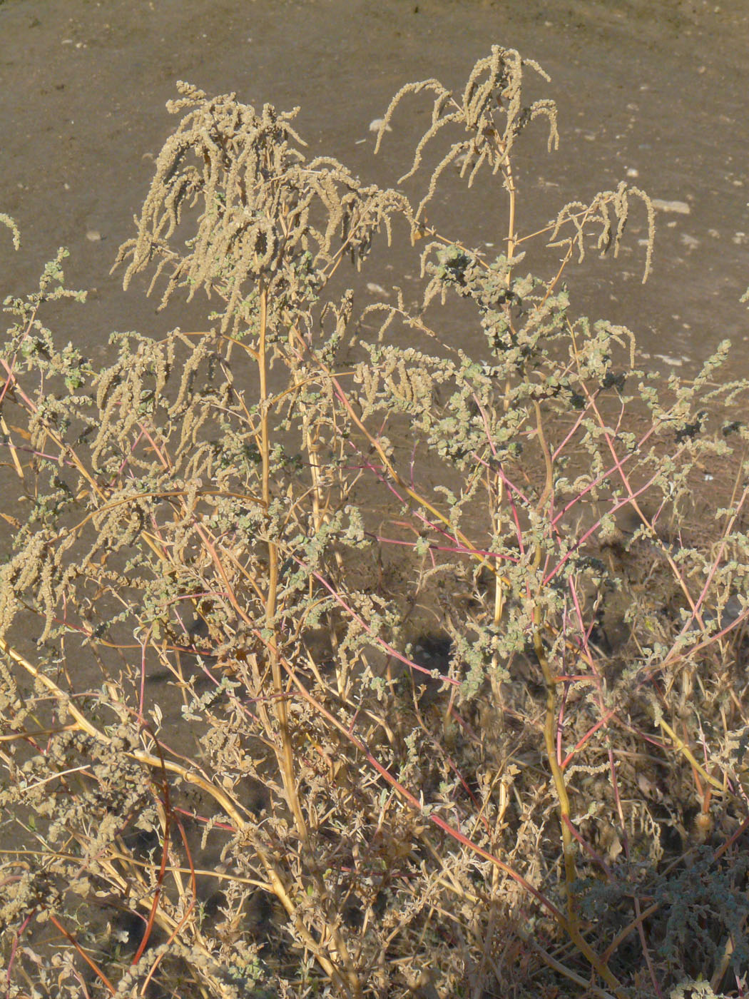 Image of Atriplex tatarica specimen.