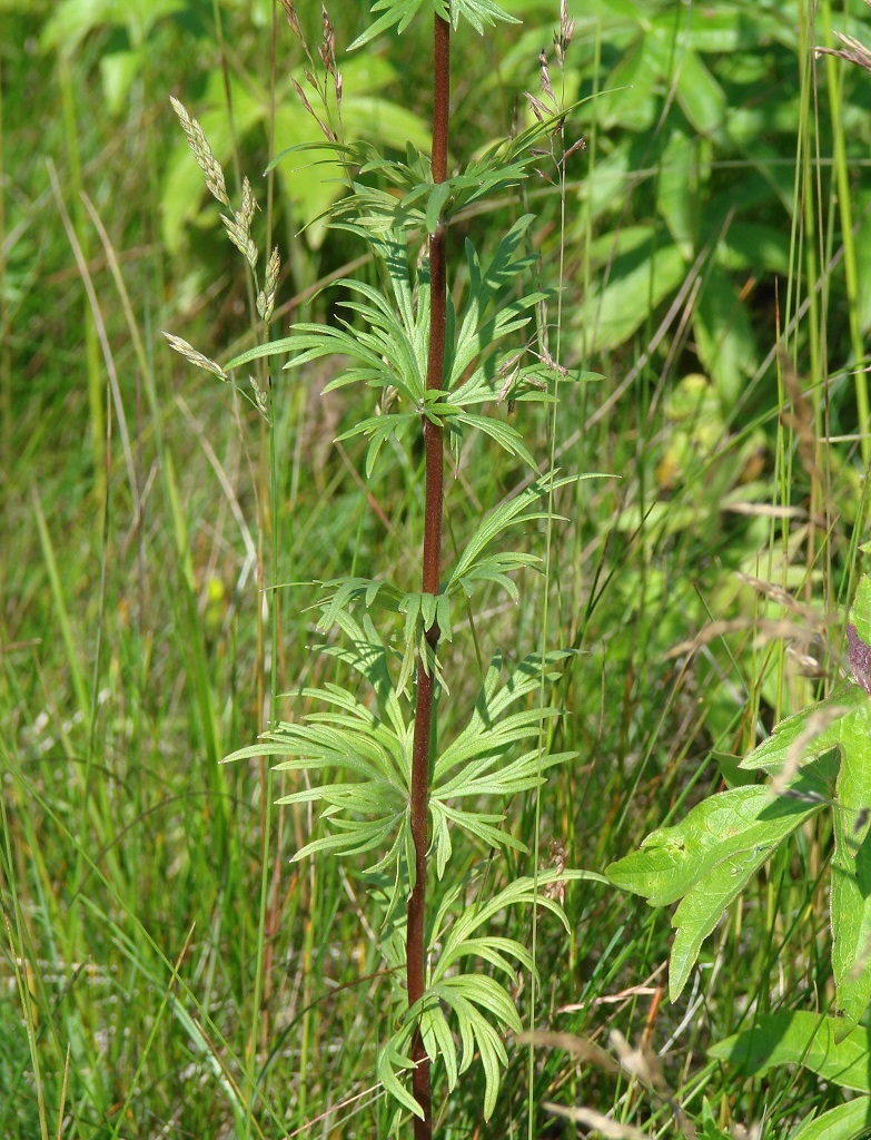 Изображение особи Aconitum baicalense.