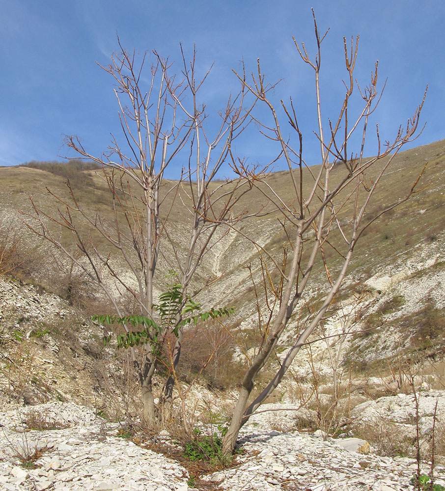 Изображение особи Ailanthus altissima.