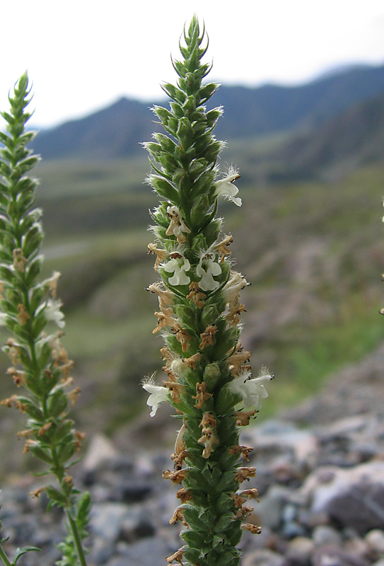 Image of Schizonepeta annua specimen.