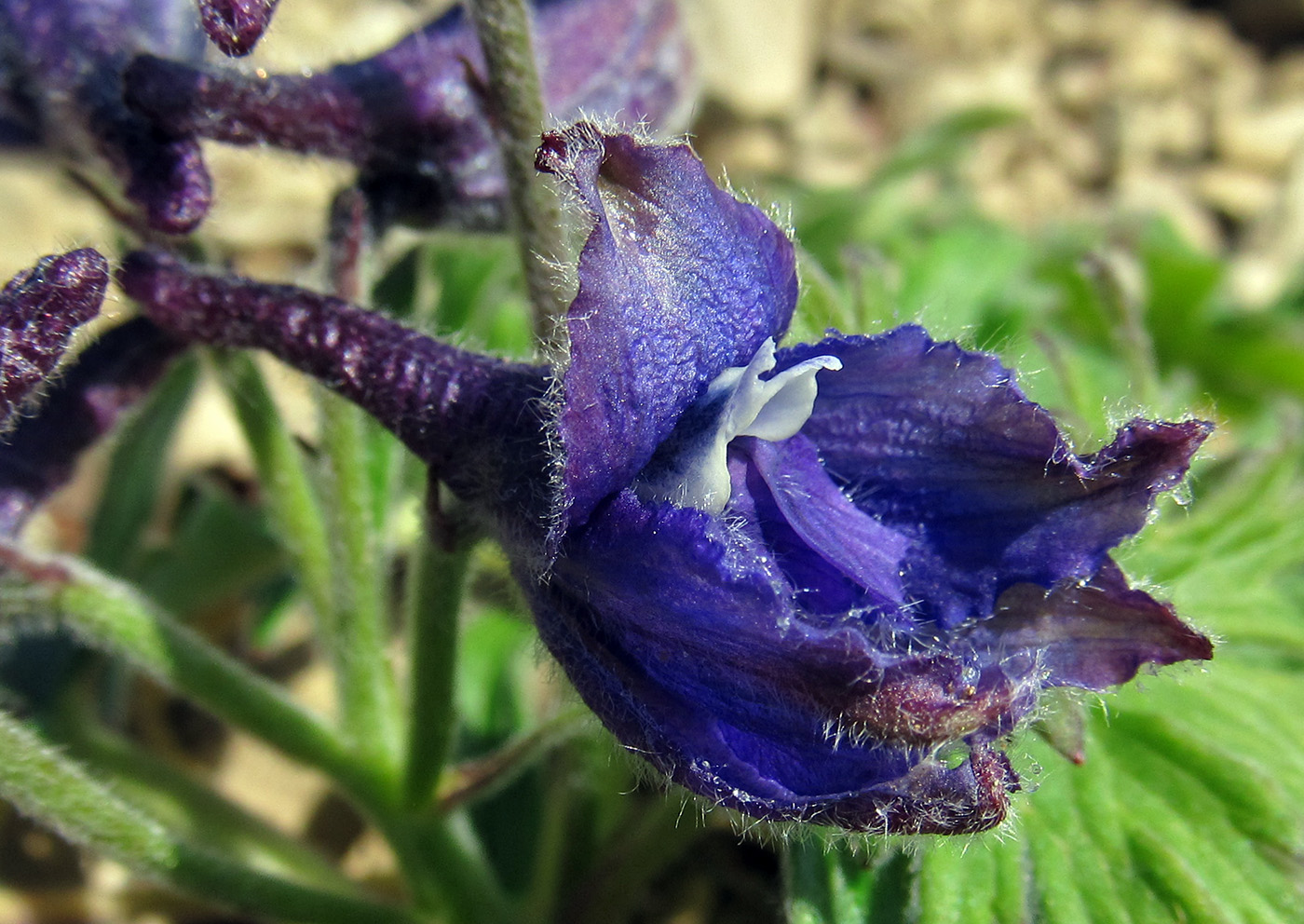 Изображение особи Delphinium brachycentrum ssp. beringii.