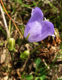 Campanula rotundifolia. Цветок и бутоны. Иркутская обл., пос. Листвянка, берег оз. Байкал. 22.07.2014.