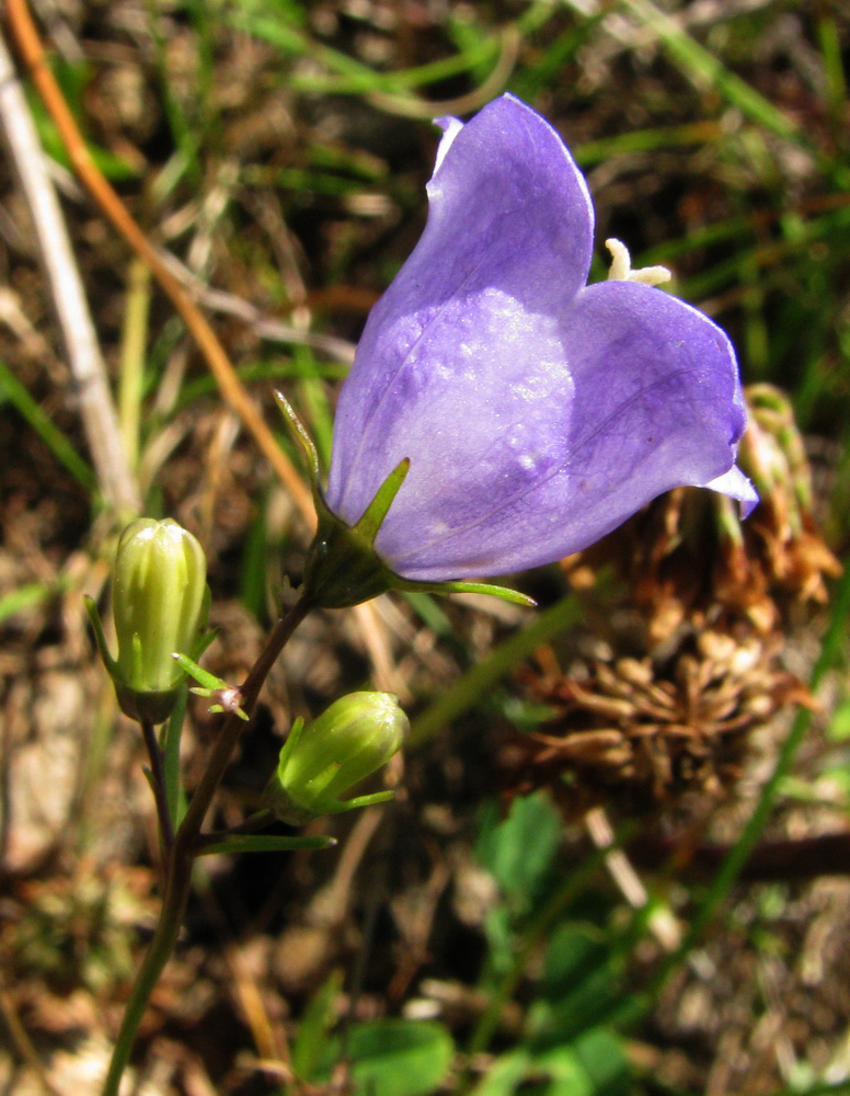 Изображение особи Campanula rotundifolia.