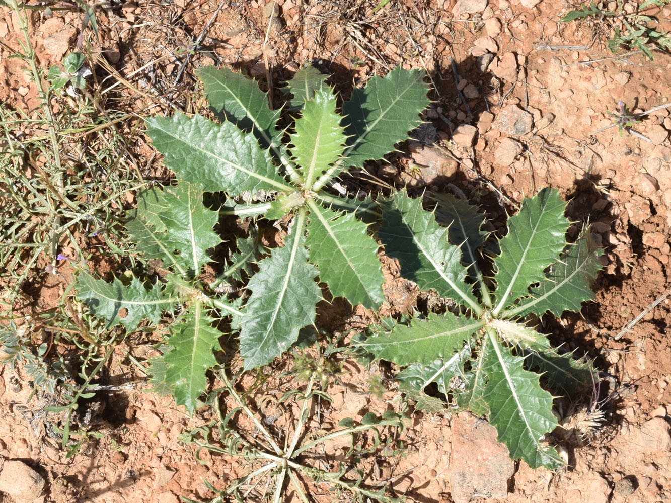 Изображение особи Cousinia pseudoaffinis.