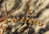 Limonium virgatum. Соплодие. Греция, Эгейское море, о. Парос, окр. пос. Молос, обочина грунтовой дороги, на песке. 22.12.2015.