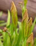 Iris humilis