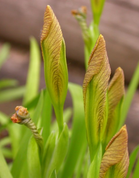 Изображение особи Iris humilis.