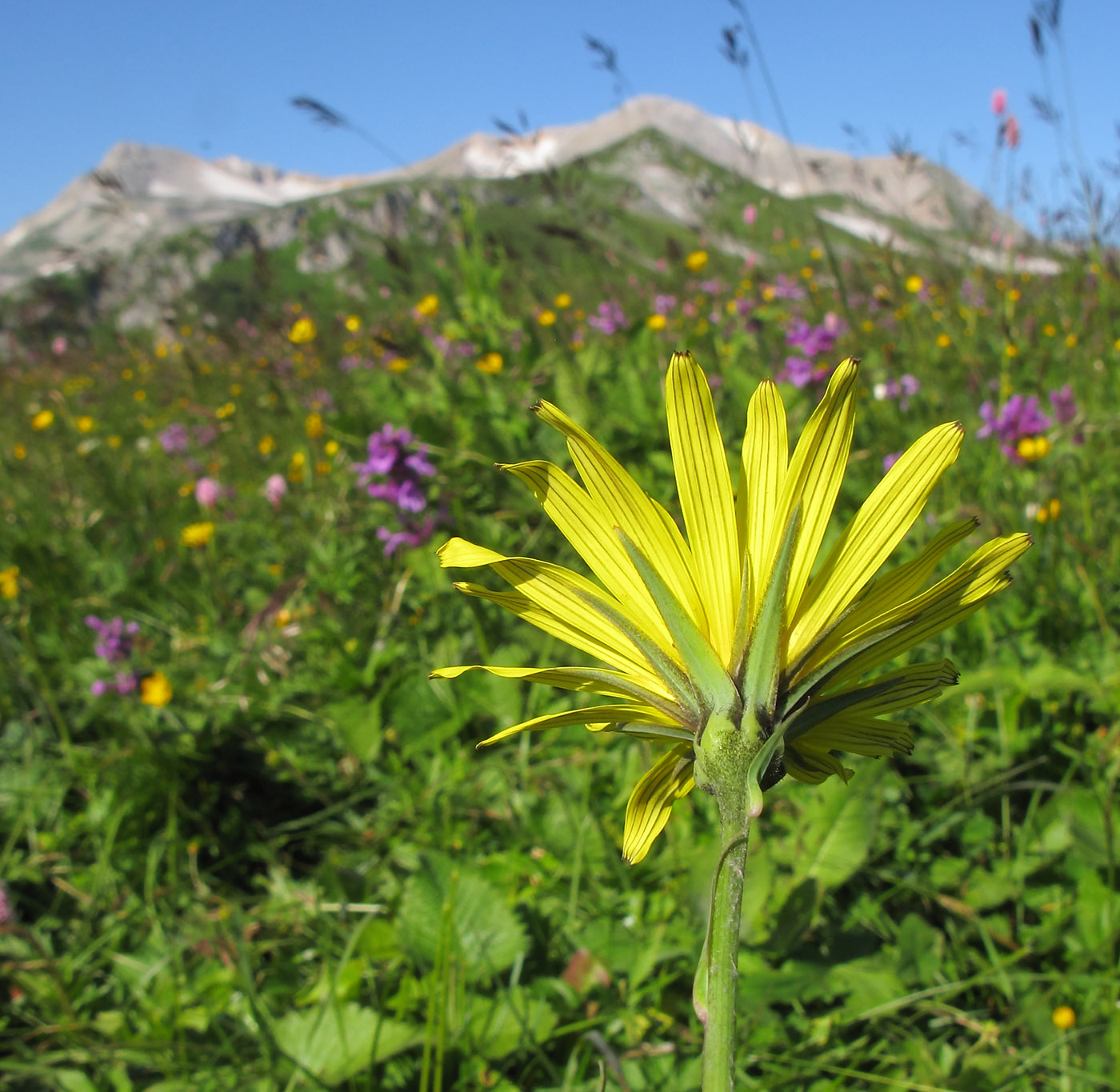 Изображение особи Tragopogon reticulatus.