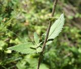 Alfredia acantholepis. Часть стебля с листьями. Кыргызстан, Нарынская обл., левый берег долины р. Нарын, долина руч. Бурган-Суу. 11.07.2015.