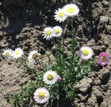 Rhodanthe chlorocephala ssp. rosea