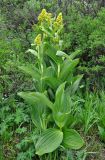 Veratrum lobelianum. Цветущие растения. Бурятия, Окинский р-н, падь Хи-Гол, ≈ 2000 м н.у.м., горная тундра. 11.07.2015.