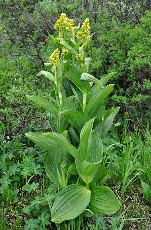 Изображение особи Veratrum lobelianum.