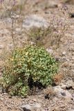 Euphorbia humilis. Плодоносящее растение в сообществе с Centaurea squarrosa. Южный Казахстан, горы Алатау (Даубаба), Западное ущелье, Западный перевал, 1560 м н.у.м. 14.07.2014.
