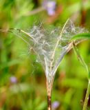 Epilobium adenocaulon. Раскрывшийся плод. Иркутская обл., Иркутский р-н, окр. с. Смоленщина. 07.08.2015.