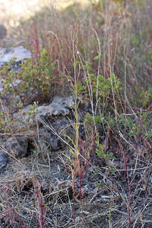 Изображение особи Leptorhabdos parviflora.