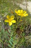 Linum flavum