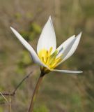 Image of taxon representative. Author is Тамара Риб