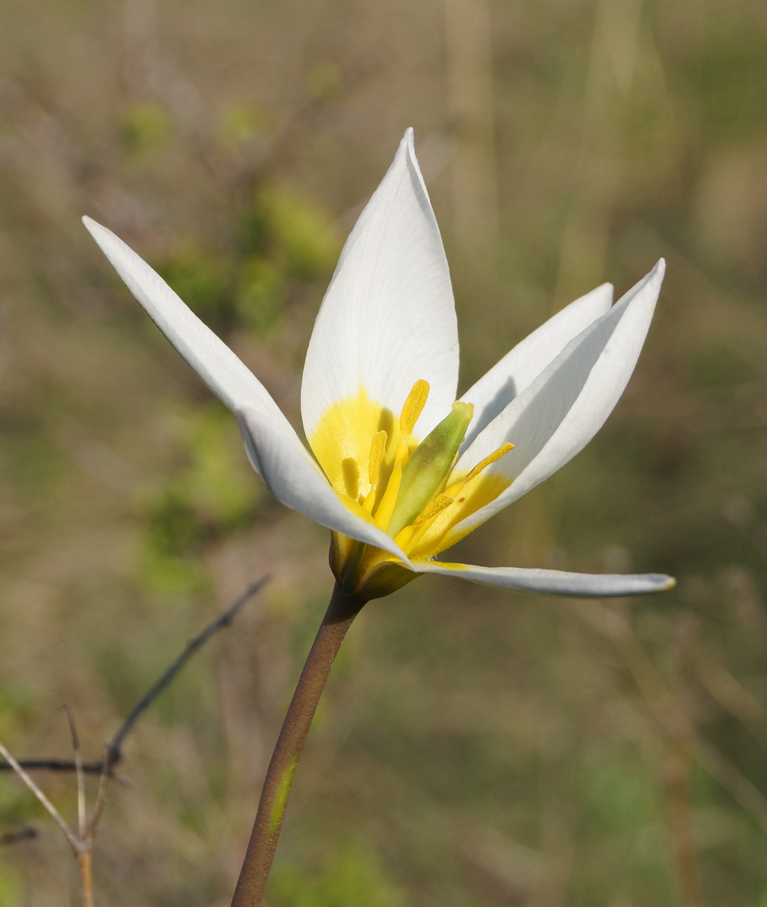 Image of Tulipa patens specimen.