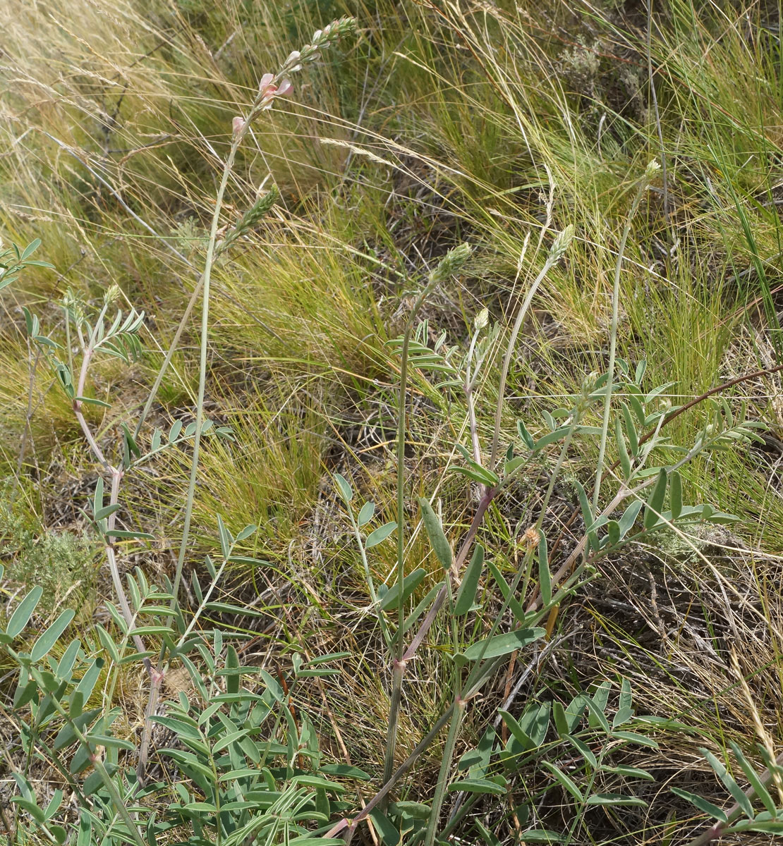 Изображение особи Onobrychis arenaria.