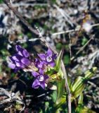 Gentianella auriculata