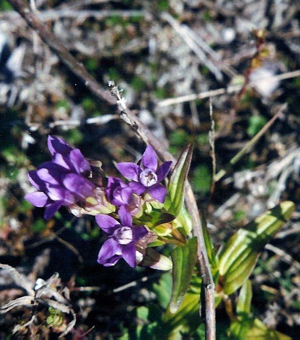 Image of Gentianella auriculata specimen.