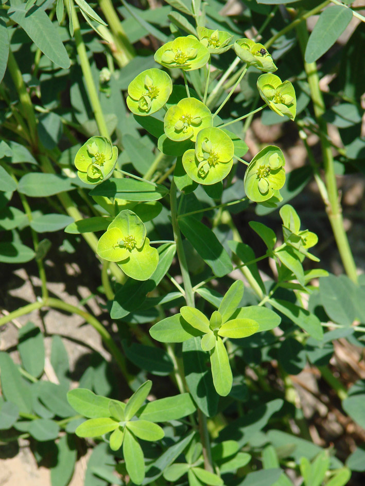 Изображение особи Euphorbia borealis.