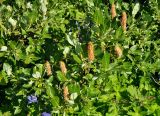 genus Salix