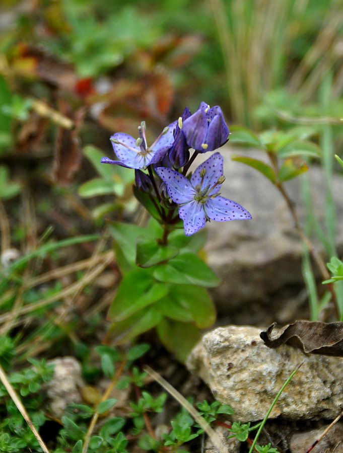 Image of Ophelia wilfordii specimen.