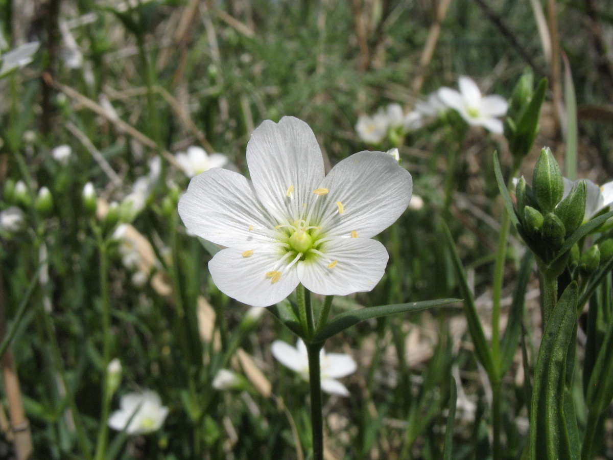 Изображение особи Cerastium bungeanum.