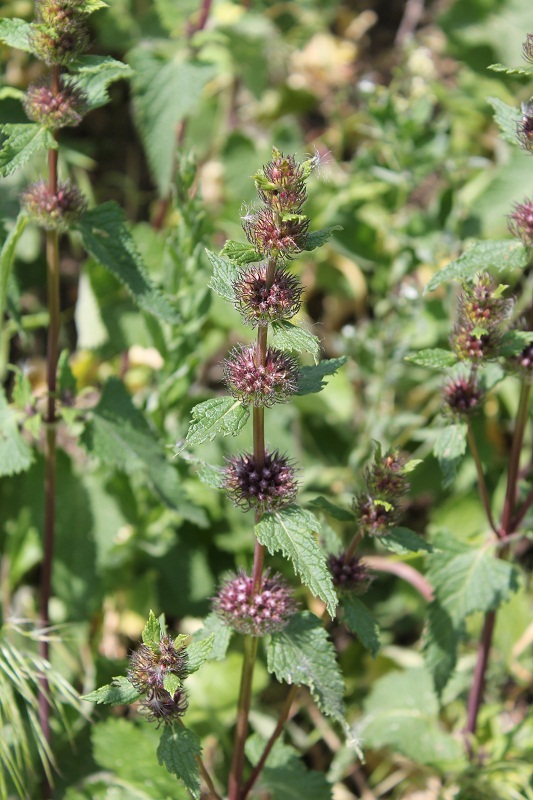 Изображение особи Phlomoides tuberosa.