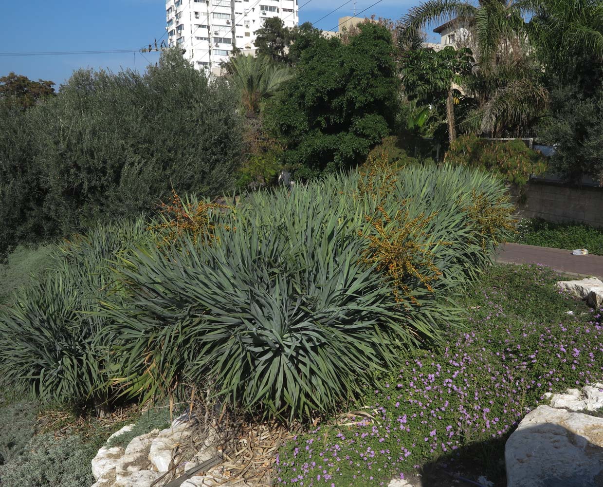 Image of Dracaena draco specimen.