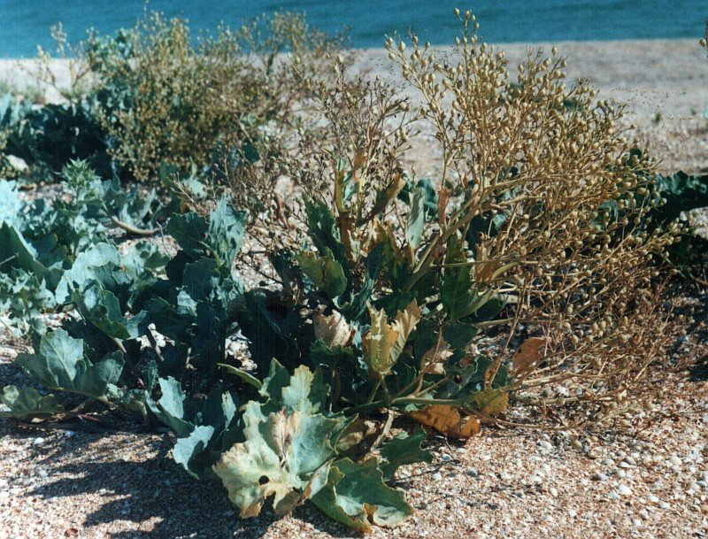 Изображение особи Crambe maritima.