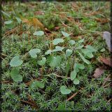 Campanula rotundifolia. Вегетативные побеги. Республика Татарстан, Волжско-Камский заповедник, 2004 г.