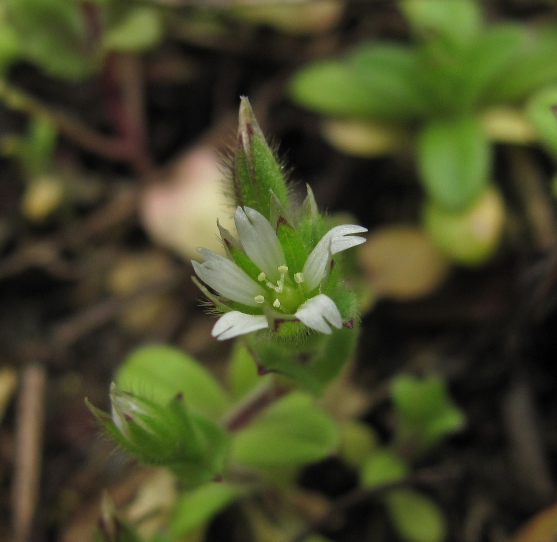 Изображение особи Cerastium semidecandrum.