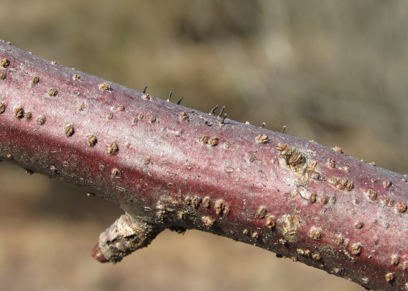 Изображение особи Ribes nigrum.