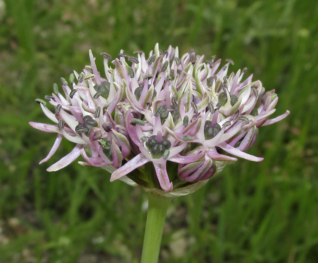 Image of Allium cyrilli specimen.