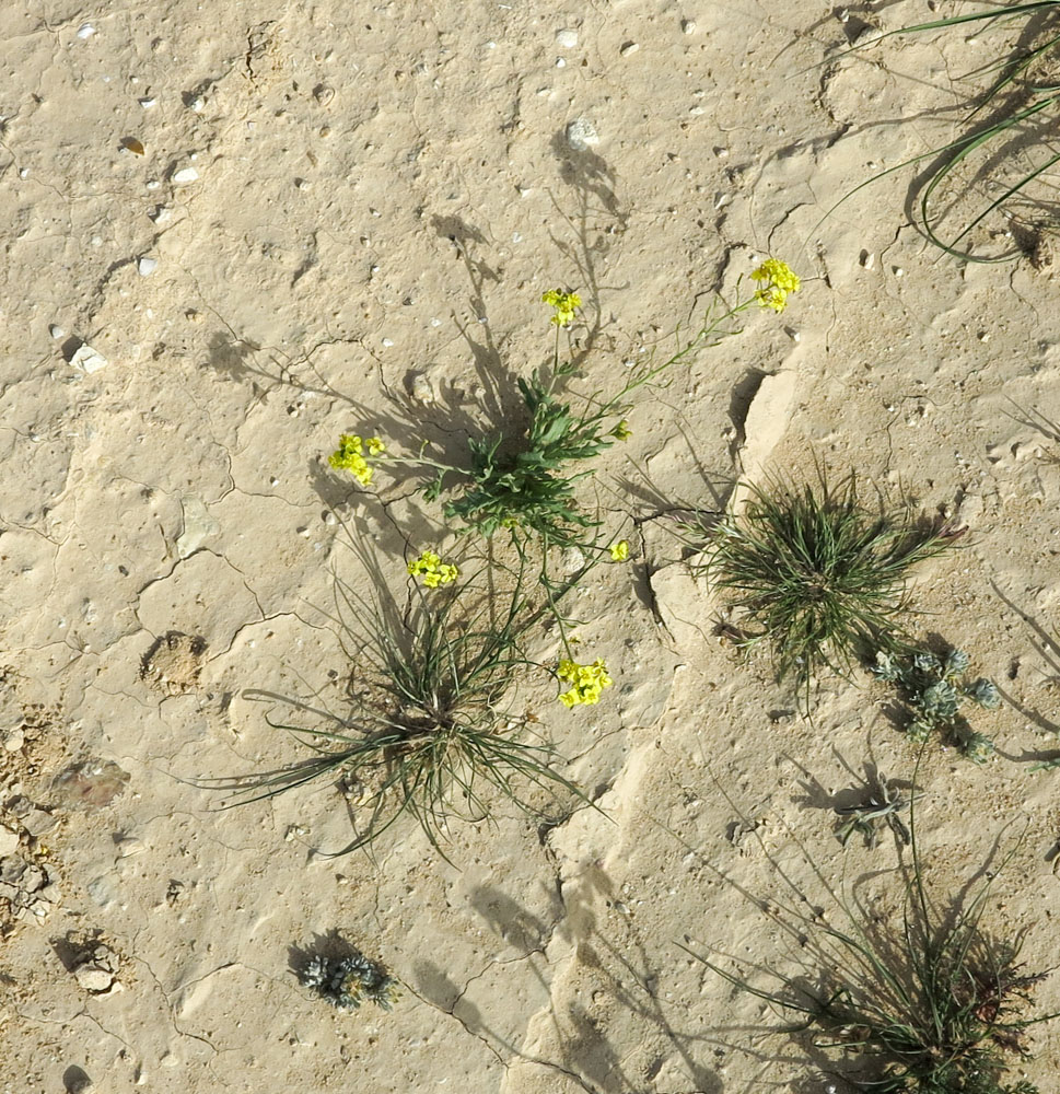 Изображение особи Nasturtiopsis coronopifolia.