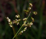 Hierochloe odorata. Соцветие. Московская обл., Раменский р-н, окр. ж.-д. платформы Хрипань, залежь. 18.05.2016.
