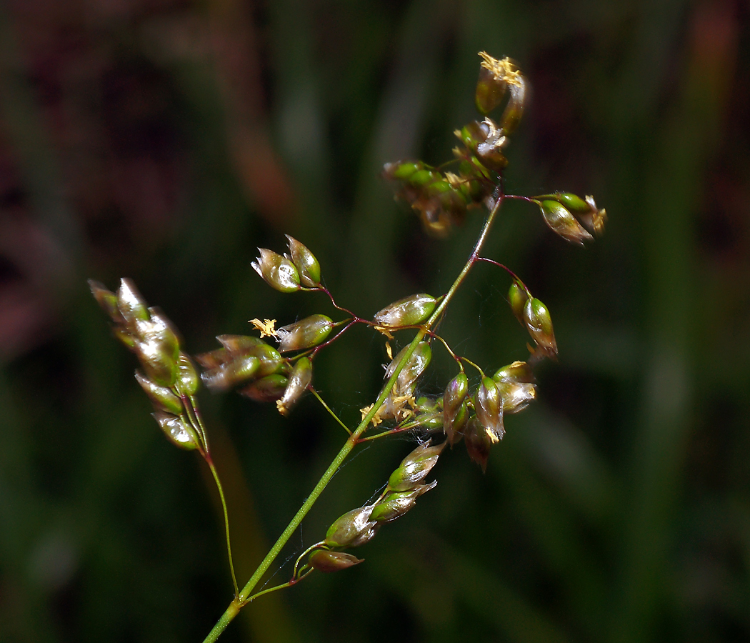 Image of Hierochloe odorata specimen.