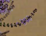 genus Ocimum