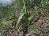 Anacamptis pyramidalis. Основание побега с прикорневыми листьями. Краснодарский край, м/о Анапа, окр. пос. Супсех, приморский обрывистый склон. 07.05.2016.