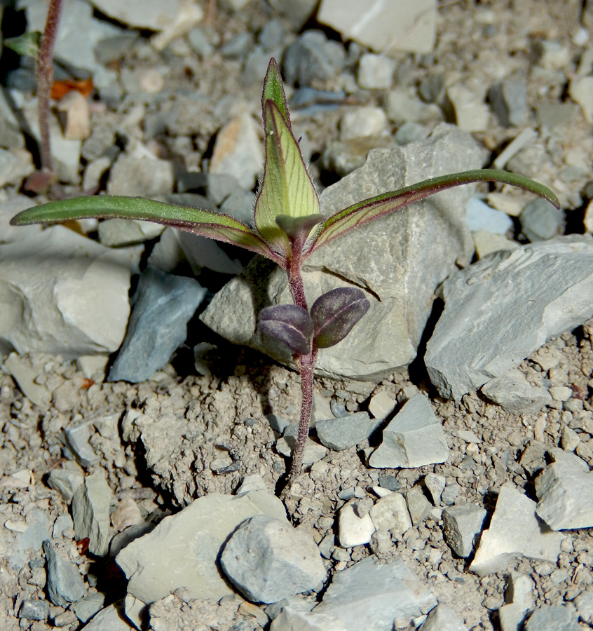 Изображение особи Ziziphora capitata.