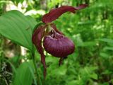 Cypripedium &times; ventricosum