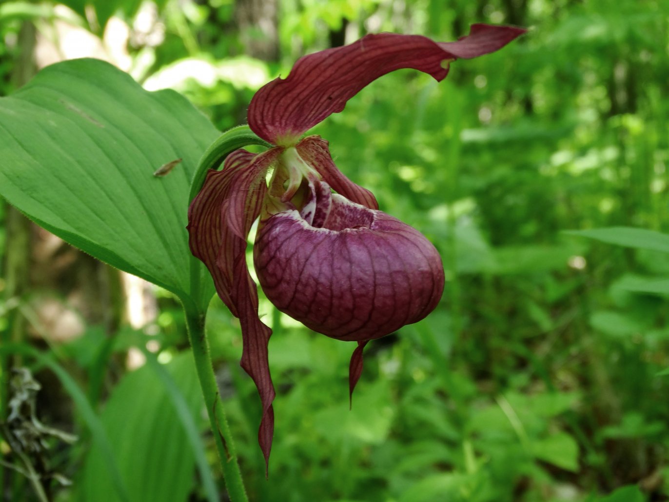 Image of Cypripedium &times; ventricosum specimen.