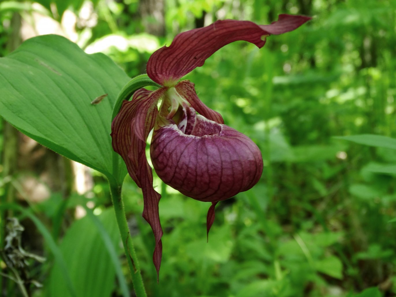 Изображение особи Cypripedium &times; ventricosum.