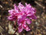 Rhododendron mucronulatum