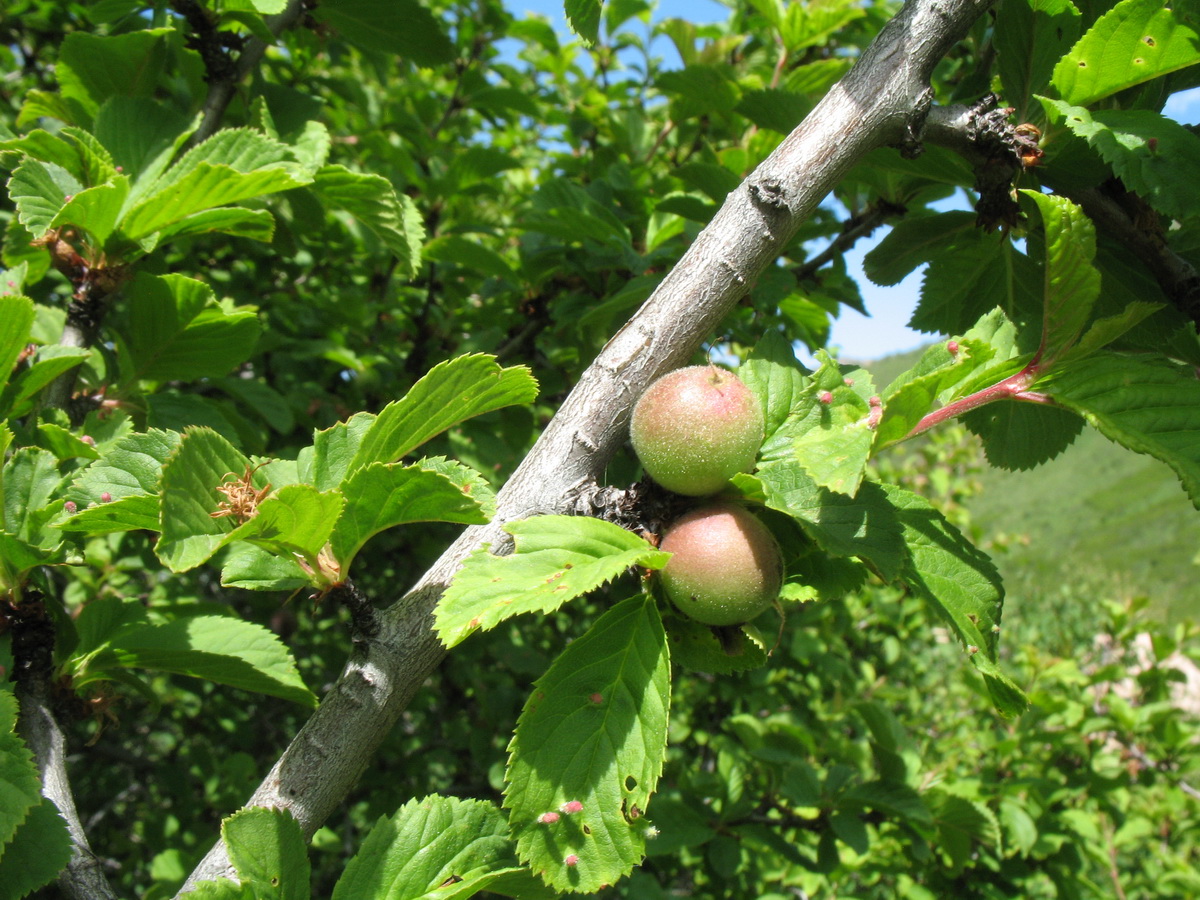 Изображение особи Louiseania ulmifolia.